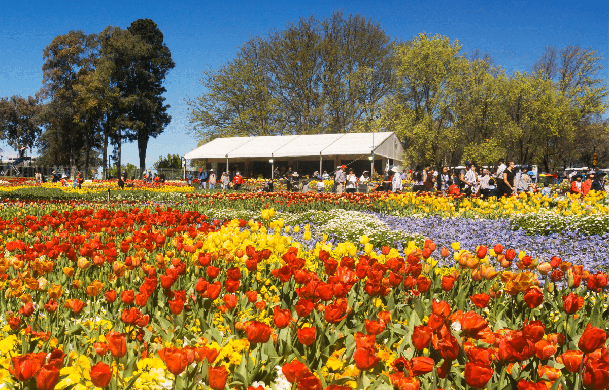 Rainbow Tulips at Floriade in Canberra ACT